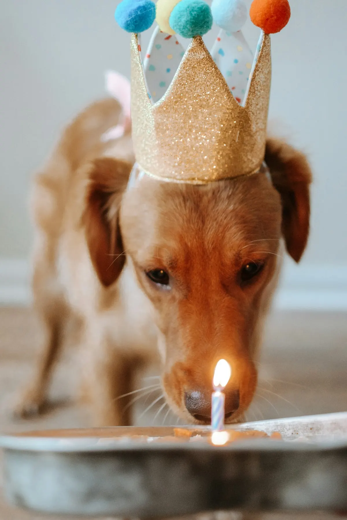 A dog in a party crown looking at a birthday candle