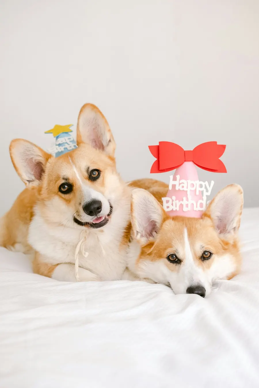 Two corgis in bow ties next to a birthday topper
