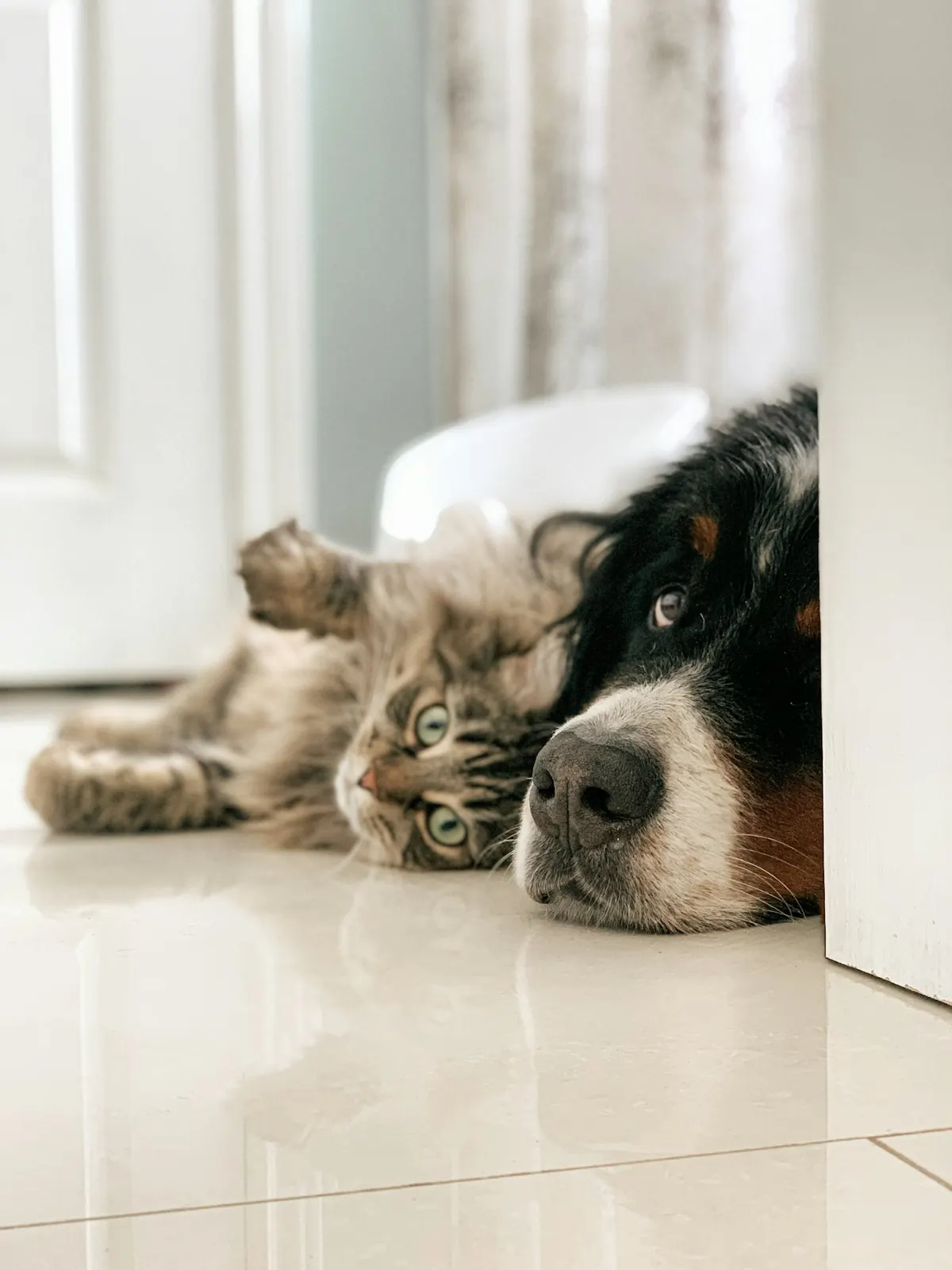 A Bernese mountain dog and a tabby cat resting together