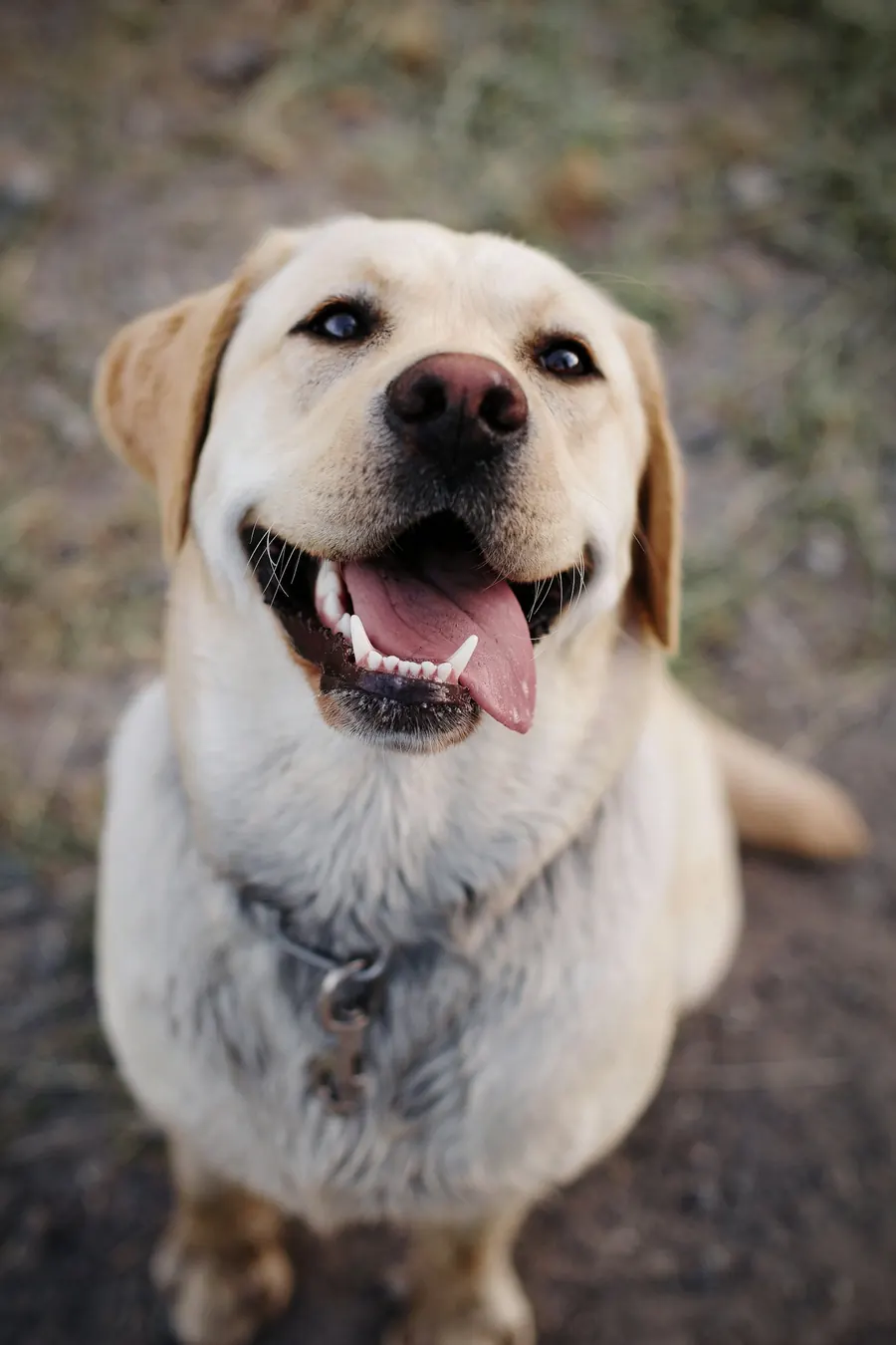 A smiling yellow Labrador