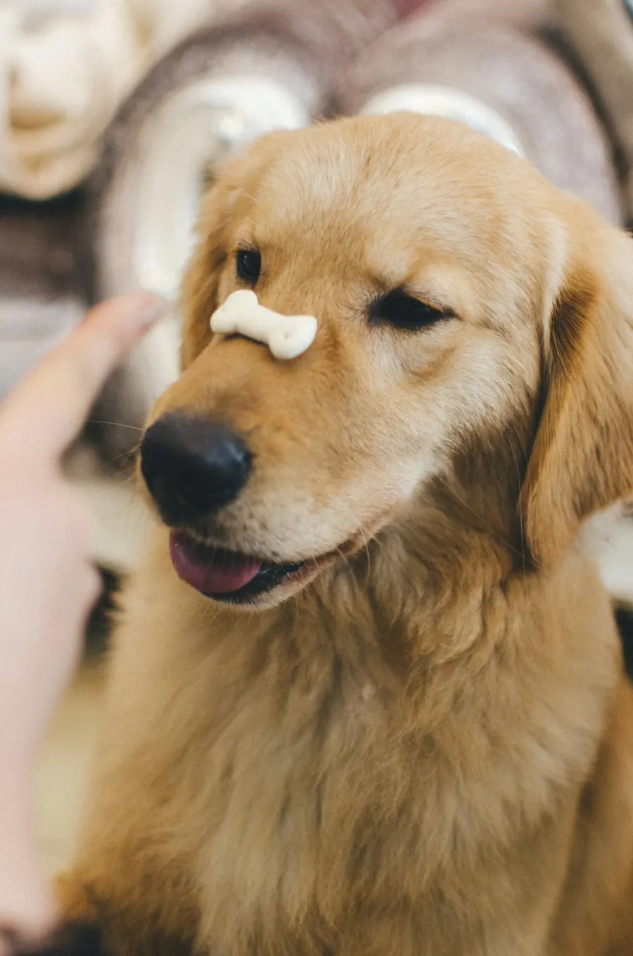 A golden retriever balancing a bone treat on its nose